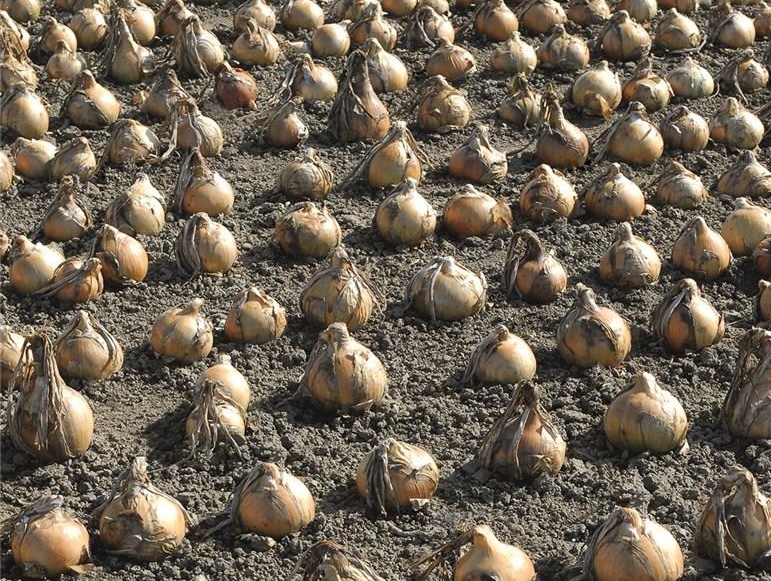 Лук Эксибишен фото 1