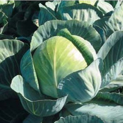 Капуста белокочанная Килагерб F1 фото