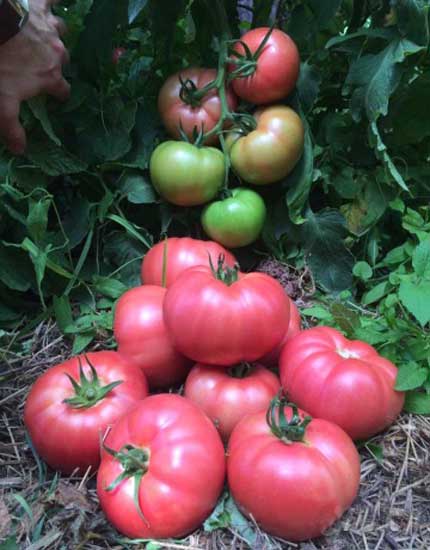 Семена томатов  AB 530 GT 4 F1 фото 2