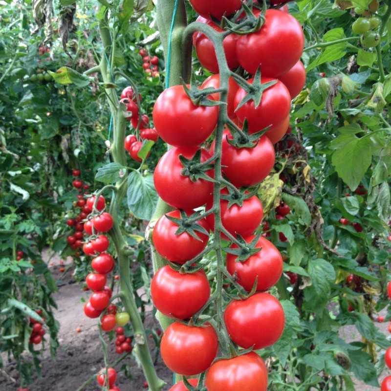 Семена томатов Арома F1 фото 2