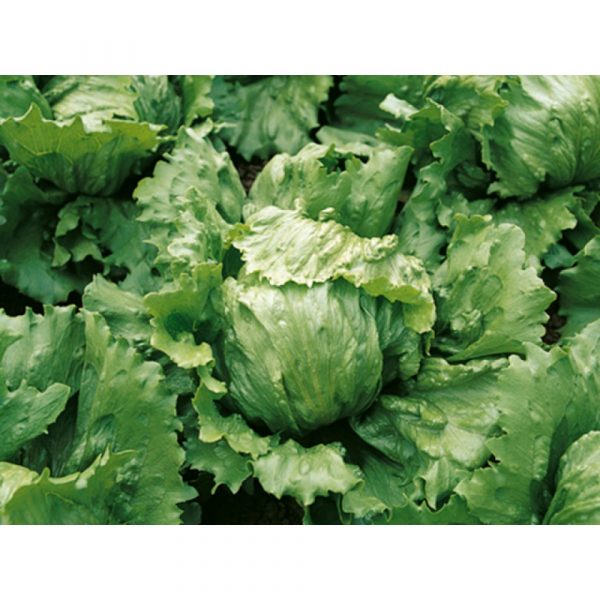 Салат Айс Сиркл фото 2