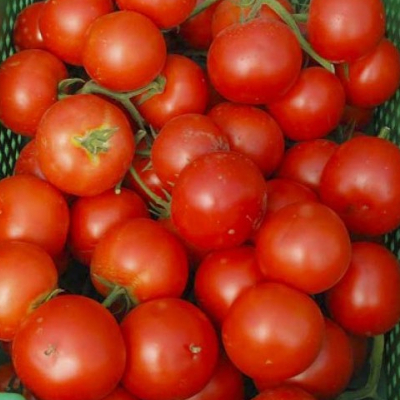 Семена томатов Аттия F1 фото 2