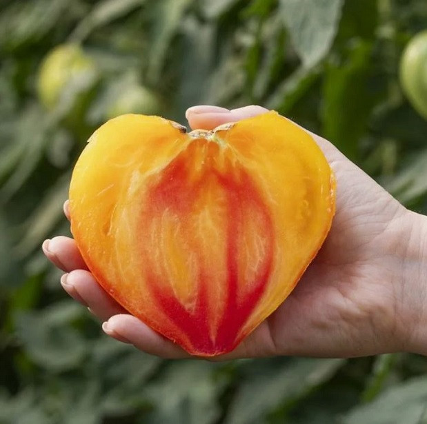 Семена томатов Мадрид F1 фото 2