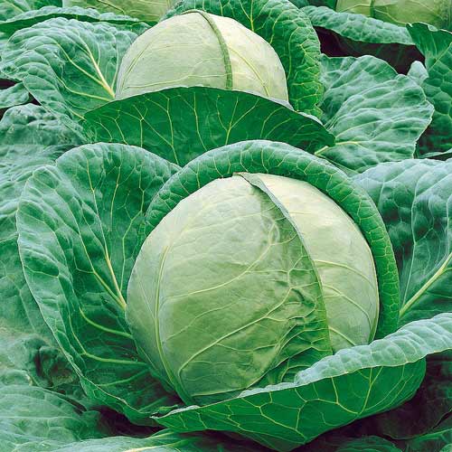 Капуста белокочанная Юбилей F1 фото