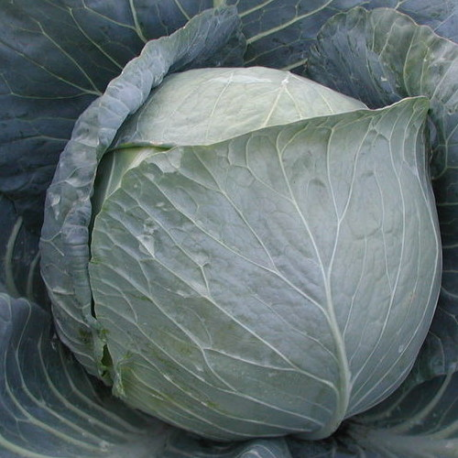 Капуста белокочанная Браво F1 фото