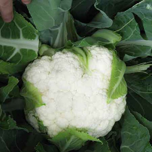 Капуста цветная Бригантина F1 фото 2
