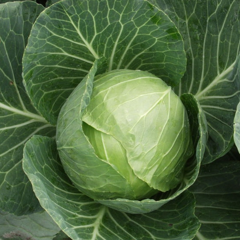 Капуста белокочанная Сир F1 фото