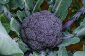 Капуста цветная Пёрпл Мэджик F1 фото 2