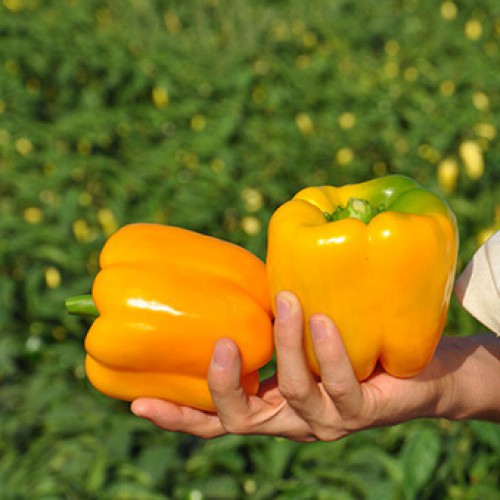 Семена перца Спрингбокс F1 фото 2