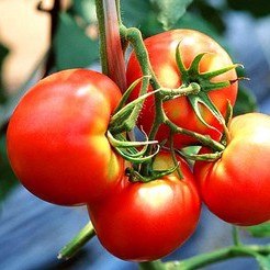 Семена томатов Лоджейн F1 фото 2