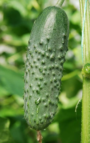 Огурец Меренга F1 фото 2