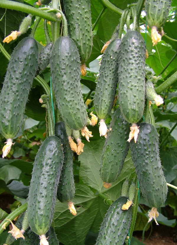 Огурец Каприкорн F1 фото 2