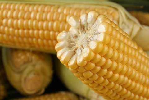 Кукуруза Турбин F1 фото 2