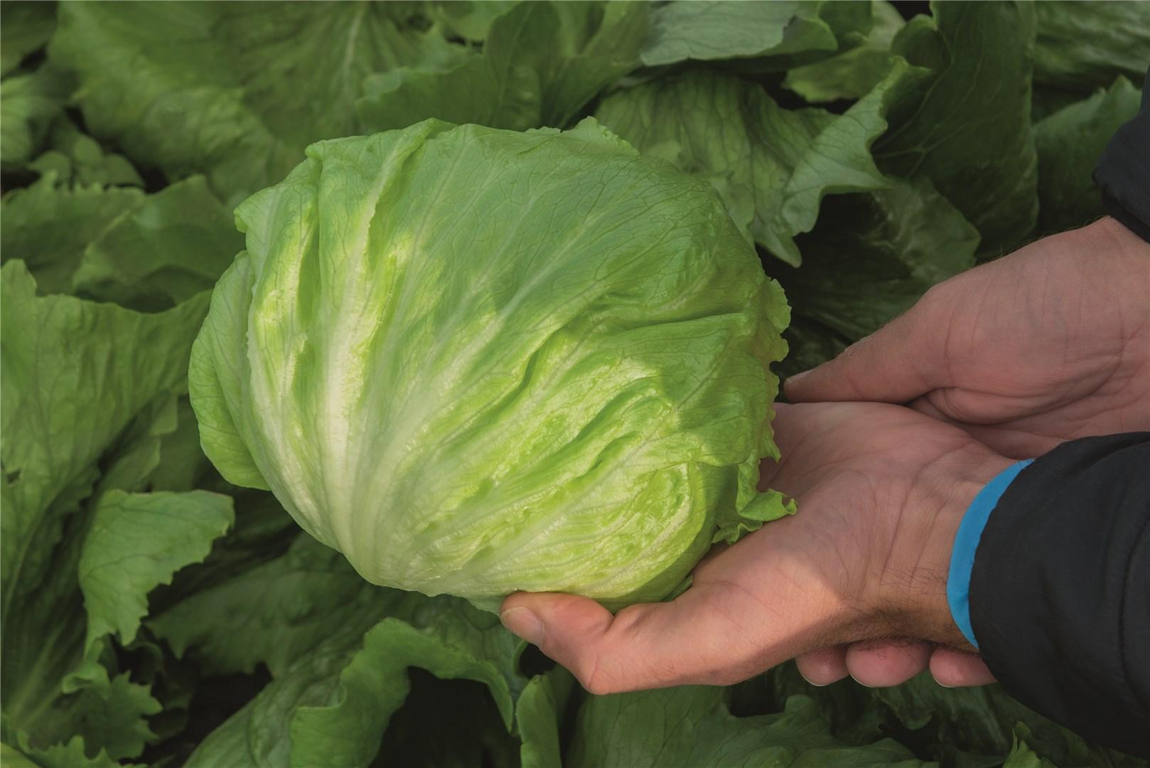 Салат Чарлис фото 2