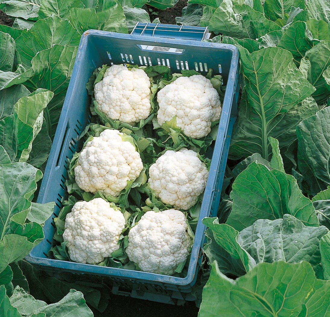 Капуста цветная Фридом F1 фото 2