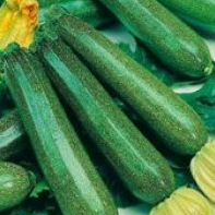 Кабачок Тираспольский фото 1 