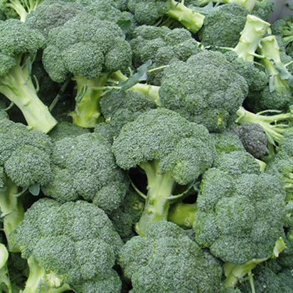 Семена брокколи Батори F1 фото 2
