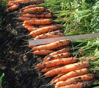 Морковь Ниланд F1 фото 2