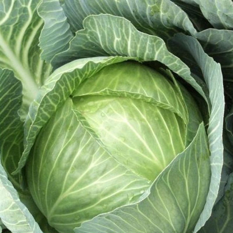 Капуста белокочанная Кубок F1 фото