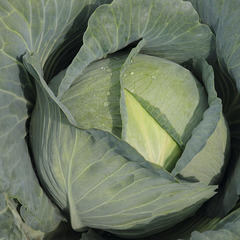 Капуста белокочанная Сателлит F1 фото