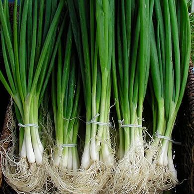 на перо Савел