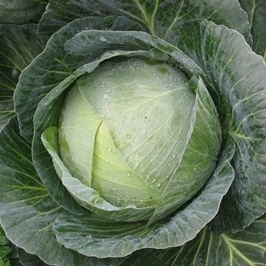 Капуста белокочанная Тореадор F1 фото