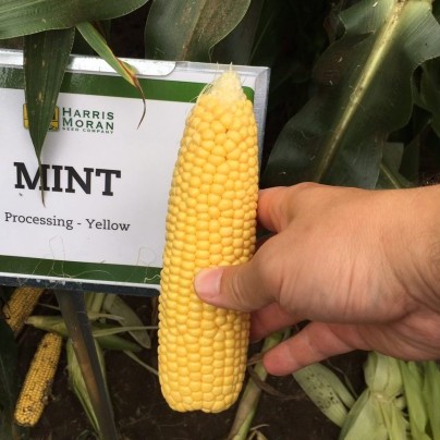 Кукуруза Минт F1 фото 2