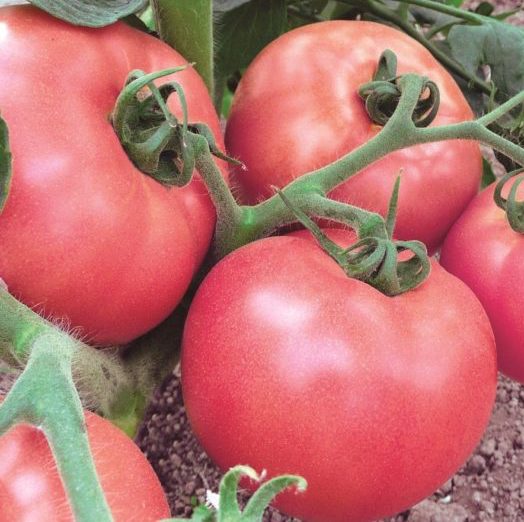 Семена томатов Пинк Уникум F1 фото 2