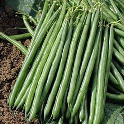 Спаржевая фасоль Пайк фото 2