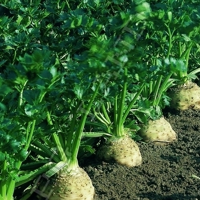 Семена сельдерея Корневой Диамант изображение 2