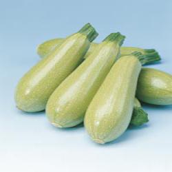 Кабачок Милет F1 фото 1 