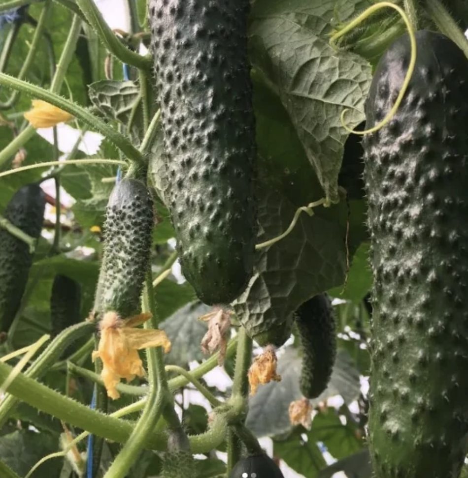 Огурец Георг F1 фото 1