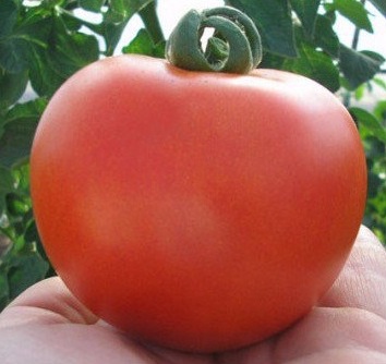Семена томатов Президент F1 фото 2