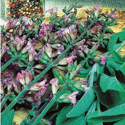 Шалфей Фанни