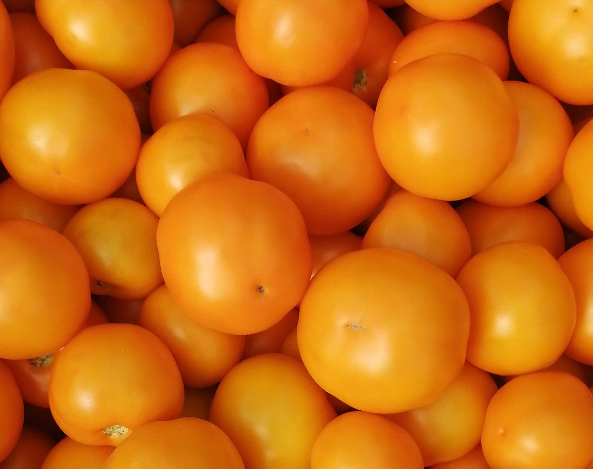 Семена томатов Томаццо F1 фото 2