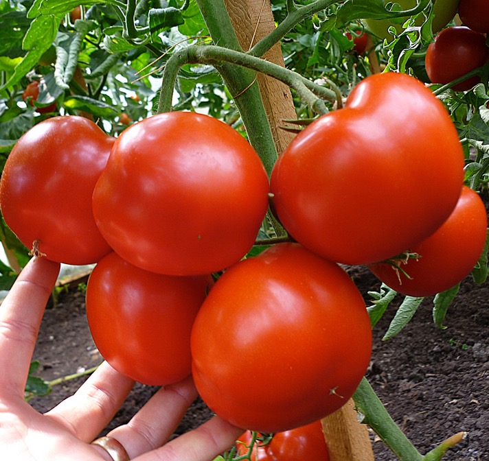 Семена томатов Гравитет F1 фото 2