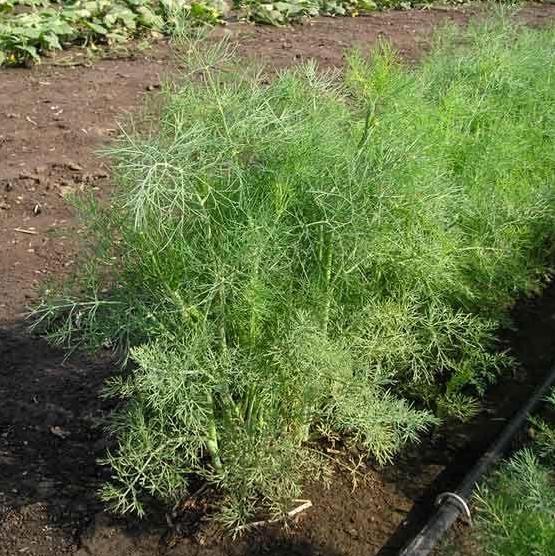 Семена укропа Дилл фото 2
