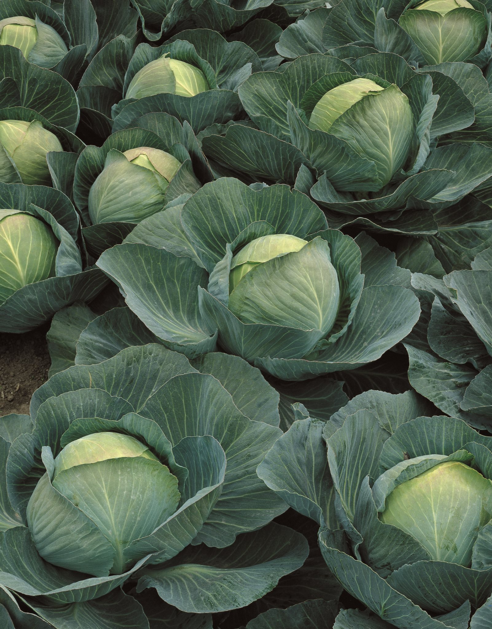 Капуста белокочанная Атриа F1 фото