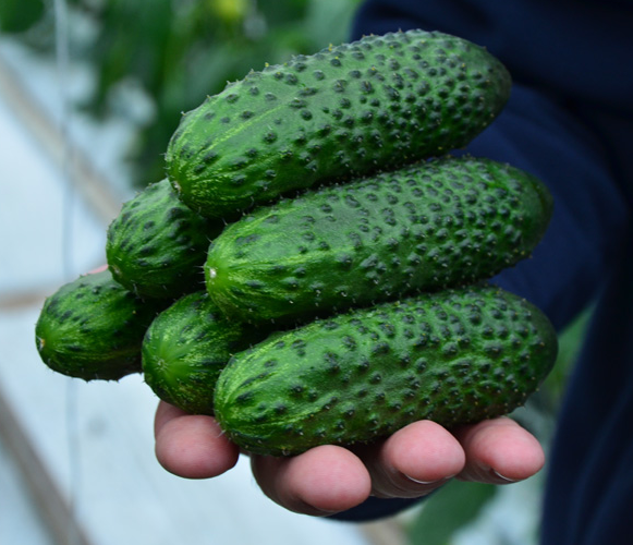 Огурец SV 4097 F1 фото 2