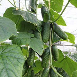 Огурец Артист F1 фото 2