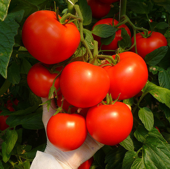 Семена томатов Эйджен F1  фото 2