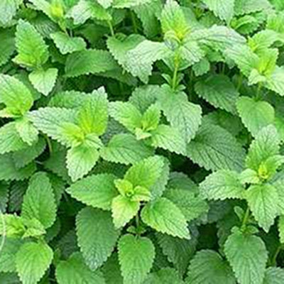 Мелисса Цитрина