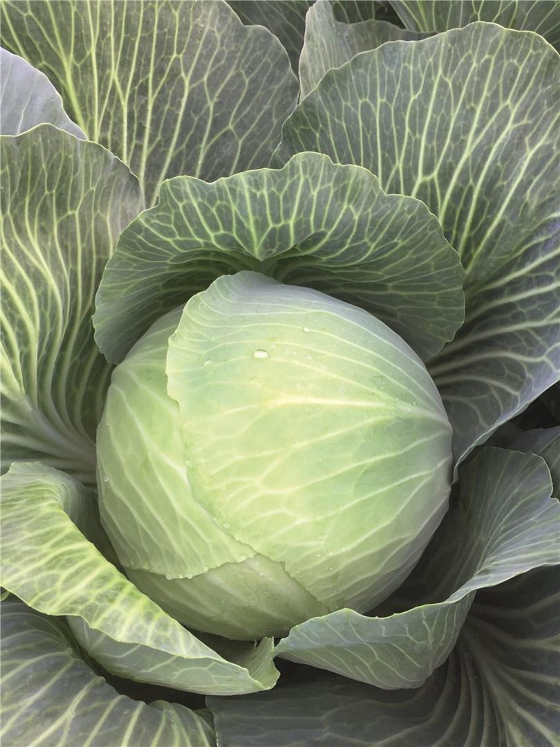 Капуста белокочанная Аксель F1 фото
