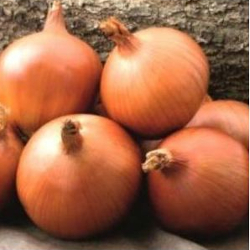 Лук Аруба F1 фото 1