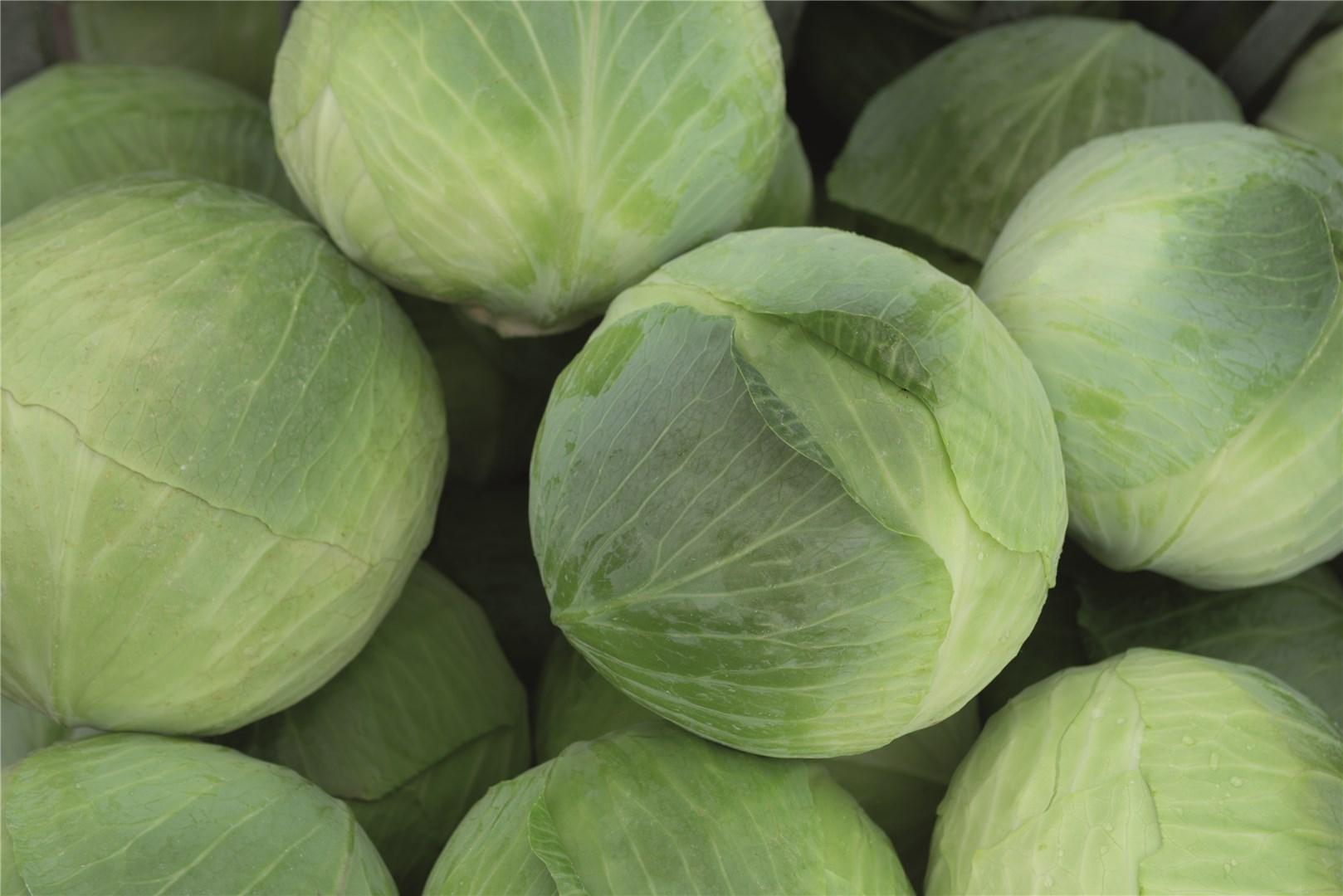 Капуста белокочанная Аксель F1 фото