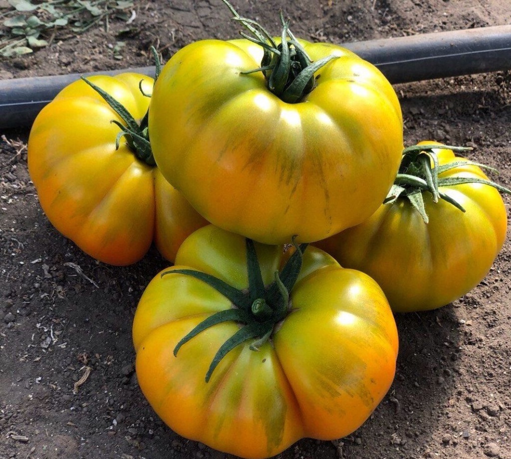 Семена томатов Еллоу Кой F1 фото 2