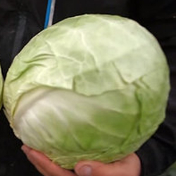 Капуста белокочанная Рингтон F1 фото