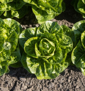 Салат Ксиомара F1 фото 2