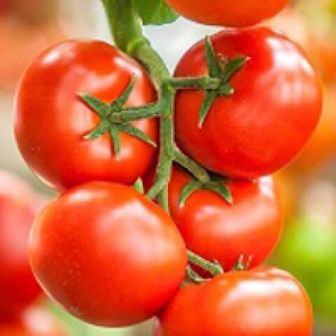 Семена томатов Игидо F1 фото 2