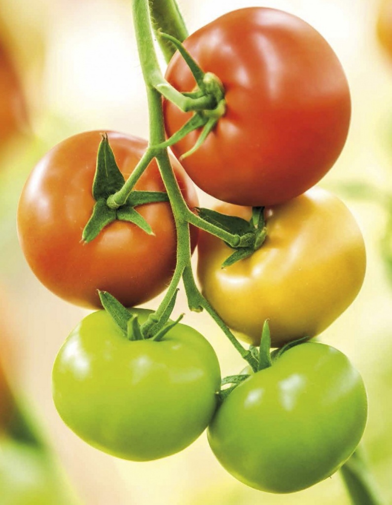 Семена томатов SV 3725 F1 фото 2